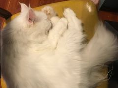 -猫小院猫主题咖啡厅(北锣店)