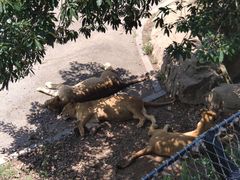 -大连森林动物园