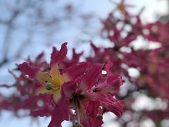 -芒洲湿地公园