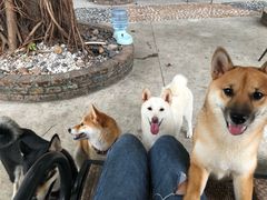 -柴犬高等学院·狗咖·柴犬售卖·宠物训练