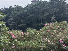 -铁山坪森林公园