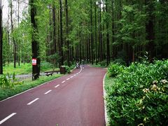 -黄海国家森林公园