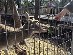 -合肥野生动物园