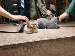 -more than meow吴止猫主题餐厅(承德 中船汇店)