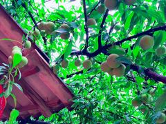 -帐篷客·溪龙茶谷度假酒店