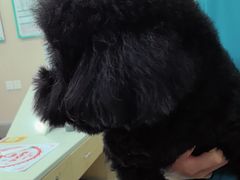 -安安宠医宠物医院·异宠·犬猫内科(岳阳分院)
