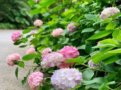 -上海滨江森林公园