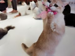 -三花喵·撸猫购宠·宠物生活馆(虹桥南丰城店)
