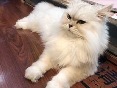 -李小姐の猫咖啡馆(五角场店)