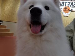 -和它·交个朋友·狗咖猫咖(爱琴海店)