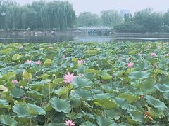 -大兴滨河森林公园