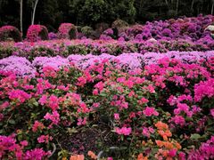 -莲花山公园