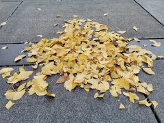 -百林公园-两江幸福广场