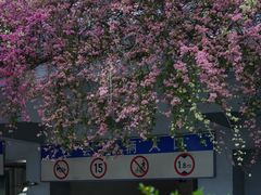 -深圳仙湖植物园-停车场