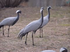 -秦皇岛野生动物园