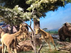 -国家自然博物馆