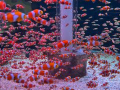 -海合安成都极地海洋公园