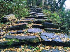 -天目山大树王景区