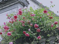 -西溪南古村落景区