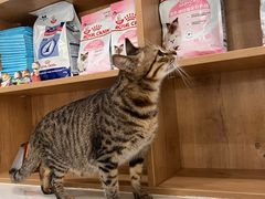 -艾贝尔宠物医院·24H转诊中心·肿瘤猫专科(江宁双龙店)