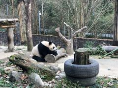 -都江堰中华大熊猫苑