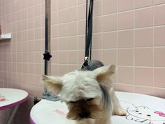 -FAELING PETS美天灵宠物(富力广场店)