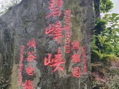 -中国大熊猫保护研究中心雅安碧峰峡基地