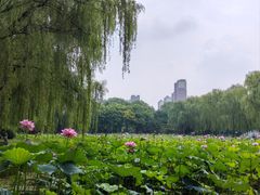 -东升八家郊野公园