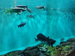 -太平洋海底世界