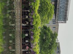 -嘉定紫藤园