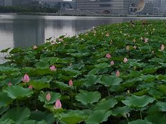 -嘉定凯悦·咖啡厅