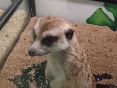 -藦茜花园宠物主题亲子互动体验馆(国顺东路店)