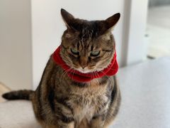 -关爱宠物医院·猫科中心·消化科(滨湖万达分院)