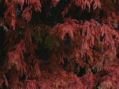 -白塘生态植物园