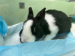 -东莞宠友24H宠物中心医院·转诊夜诊·异宠(新河北路院)