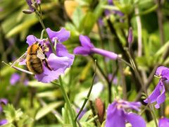 -十八棵（老龙井）御茶园(老龙井店)