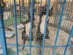 -萌宠亲子动物乐园(槐房万达店)