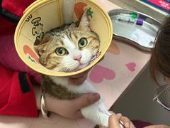 -伟伟宠物医院·瑞派猫友好医院·猫科(光谷店)
