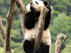 -卧龙中华大熊猫苑神树坪基地