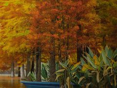 -白鹭湾湿地公园