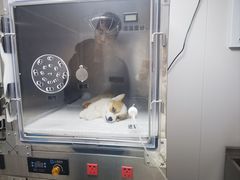 -邢大夫动物医院