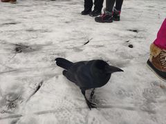 -北海道厅旧本厅舍(旧本庁舎)