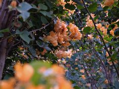 -莲花山公园