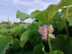 -嘉北郊野公园