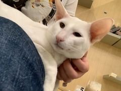 -飞行喵MR PILOT|猫舍·猫咖(静安大融城店)