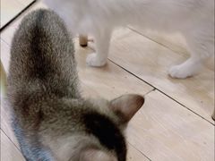 -猫咪派对(江南西店)