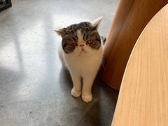 -瞄一喵猫咖(格力海岸店)