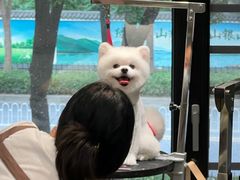 -樱桃家的宠物店(君安花园店)