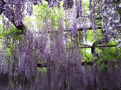 -嘉定紫藤园
