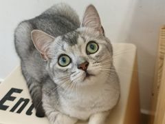 -有喵·猫咖·狗咖·40+猫狗有小奶狗(岗厦店)